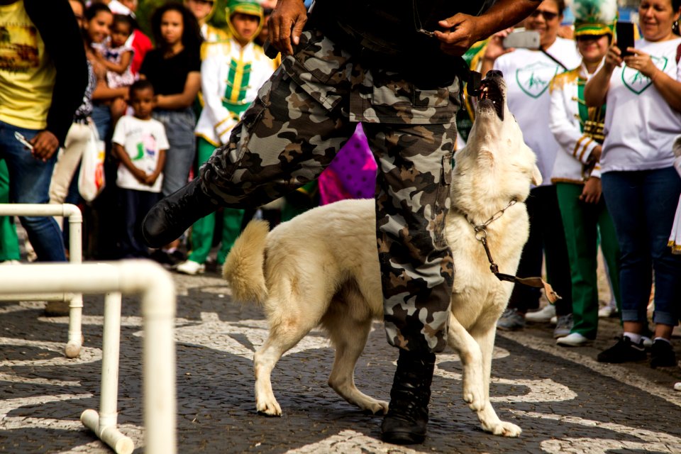 01.12.2019 - Abertura da 2ª Semana de Proteção Animal - Foto: Gustavo Vara