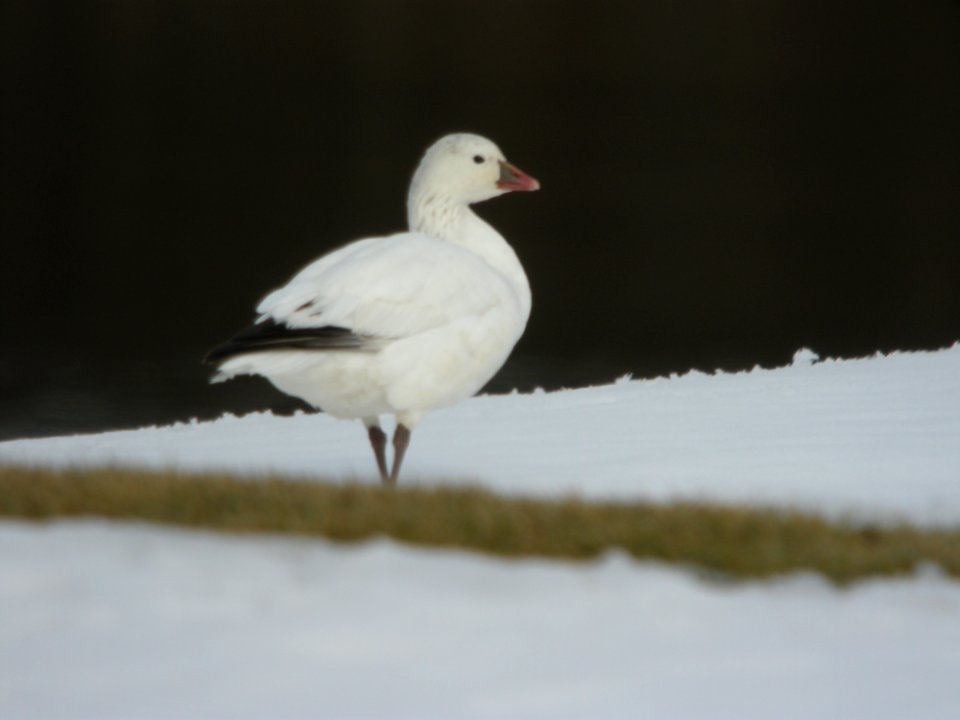 Putative Ross's Goose