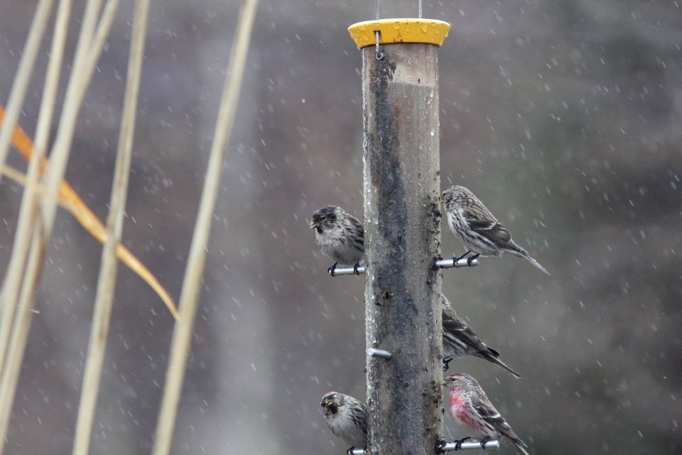 Common Redpolls, Frederik Meijer Gardens, 11 April 2013