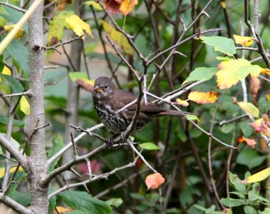 Fox Sparrow (Sooty), Grays Harbor NWR, WA, 18 October 2012