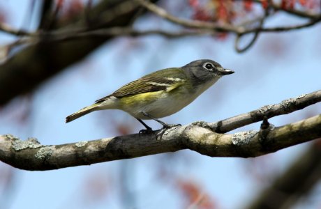 Blue-headed Vireo, Kentwood MI, 30 April 2013