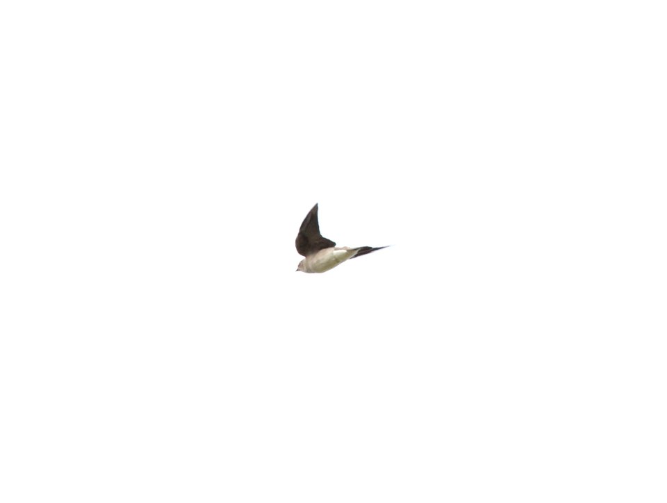 Northern Rough-winged Swallow, McCool's Pond, Indiana, September 29, 2012