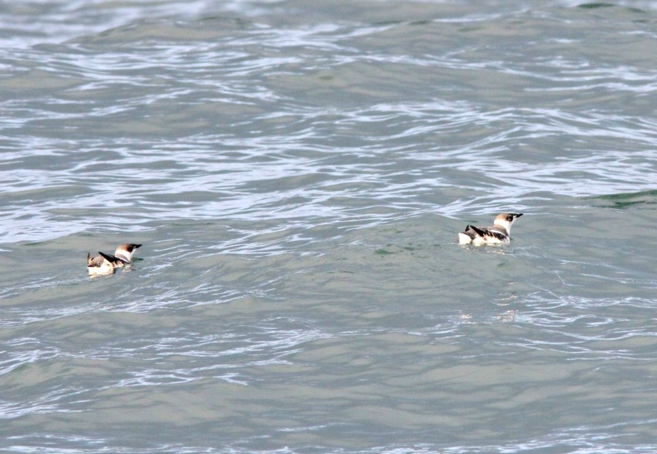 Marbled Murrelets, just offshore of Newport, OR, 20 October 2012