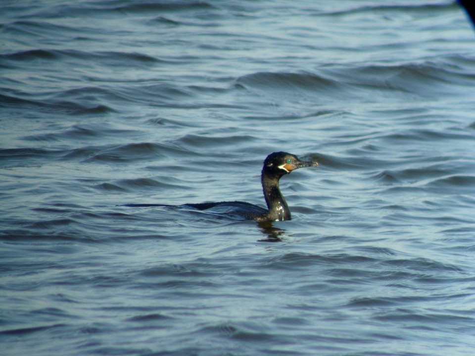 Neotropic Cormorant