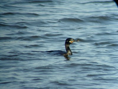 Neotropic Cormorant