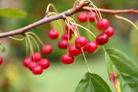 Red berries red autumn