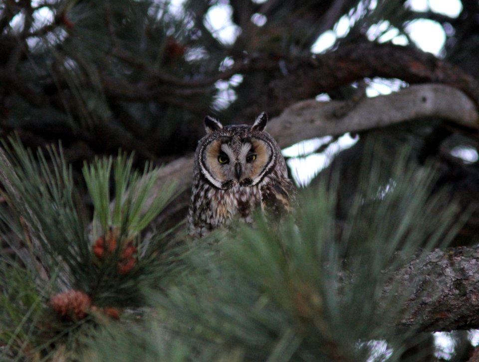 Long-eared Owl, Columbia Falls, MT, July 4, 2012