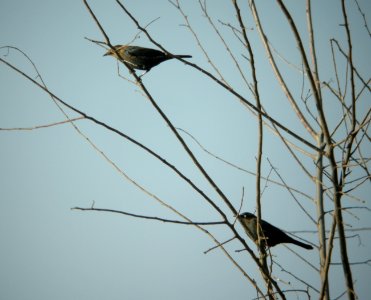 Rusty Blackbird, Casnovia Sewage Ponds, September 18, 2012