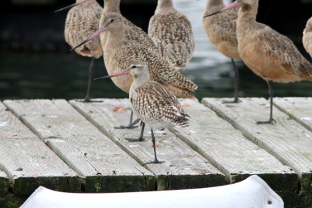 Bar-tailed Godwit (1 of 2), Tokeland, WA, 19 October 2012