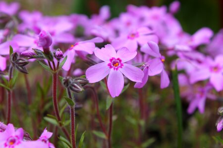 Floral nature plant photo