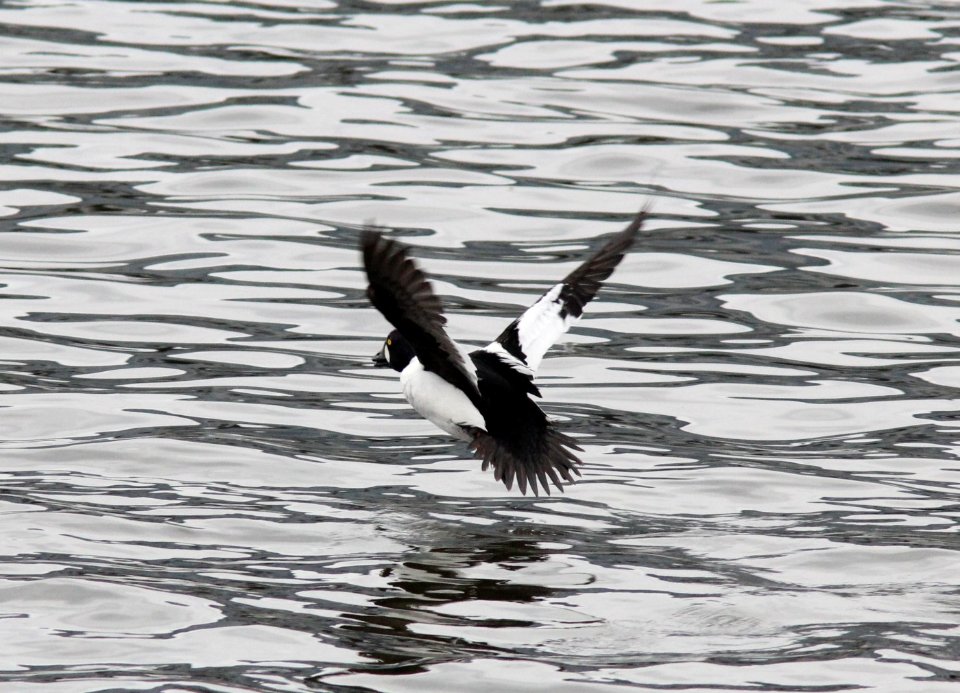Common Goldeneye, 6th St. Bridge, Grand Rapids, 5 March 2013