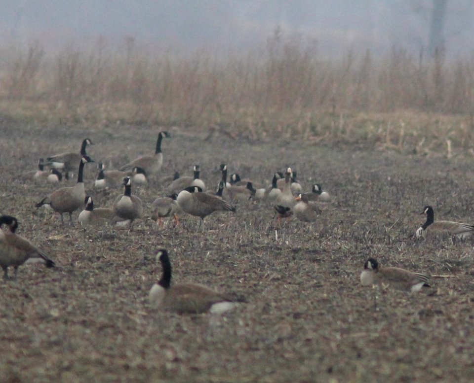 Greater White-fronted Geese, Farm Unit, Allegan SGA, 10 March 2013