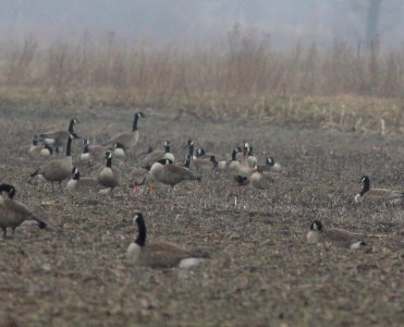 Greater White-fronted Geese, Farm Unit, Allegan SGA, 10 March 2013