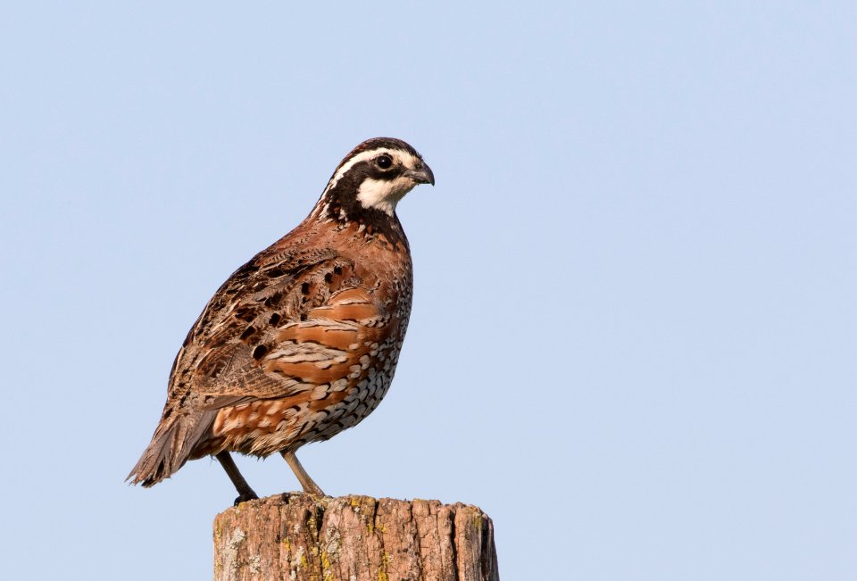 Northern Bobwhite, Benton Co., IN