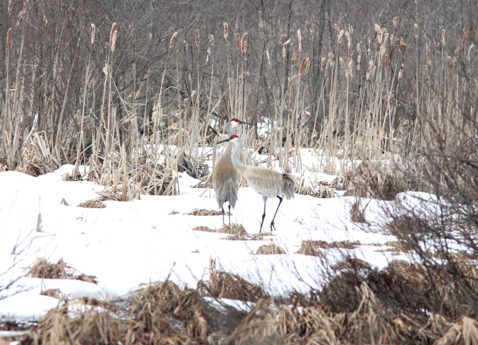 Sandhill Cranes, 44th St. wetland, Allegan SGA, 10 March 2013