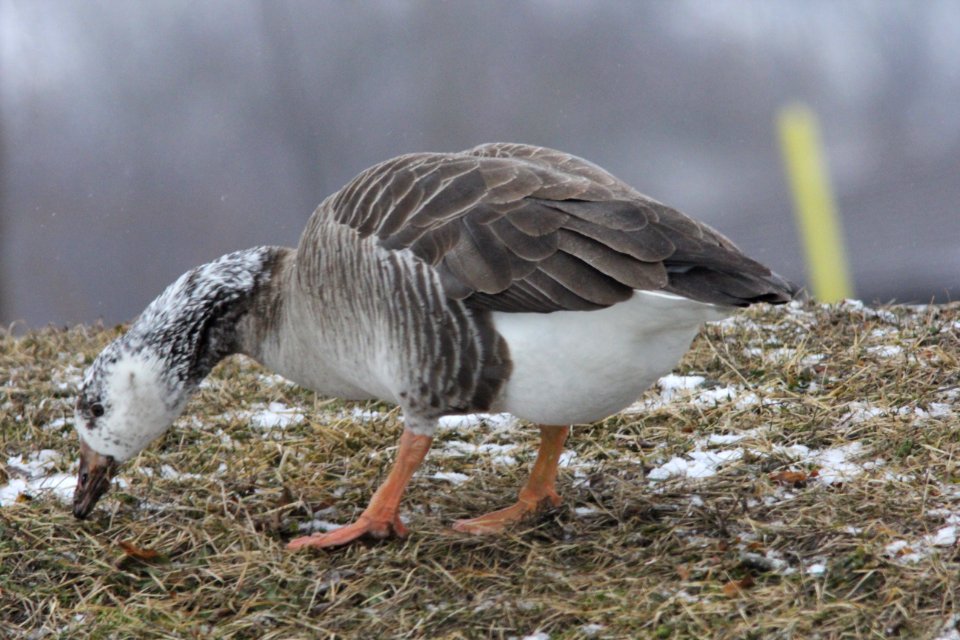 Graylag Goose hybrid (?), Riverside Park, Grand Rapids, MI Feb 14, 2012