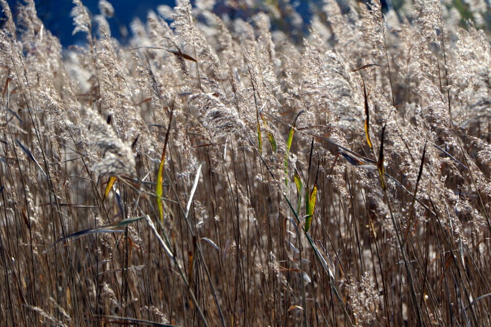 Silver grass in autumn reed marsh