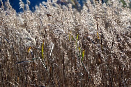 Silver grass in autumn reed marsh
