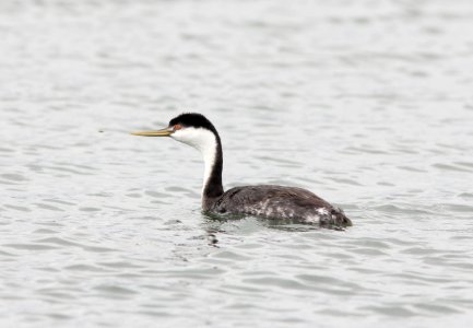 Western Grebe, Tokeland, WA, 19 October 2012