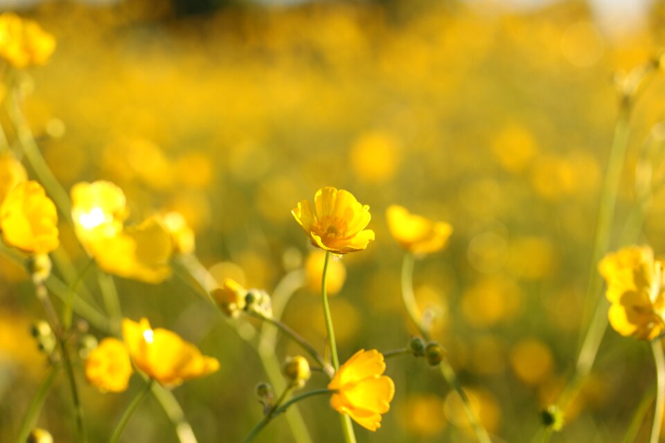 Color summer warmth