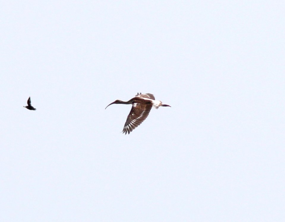 White Ibis, Pte. Mouillee SGA, July 25, 2012