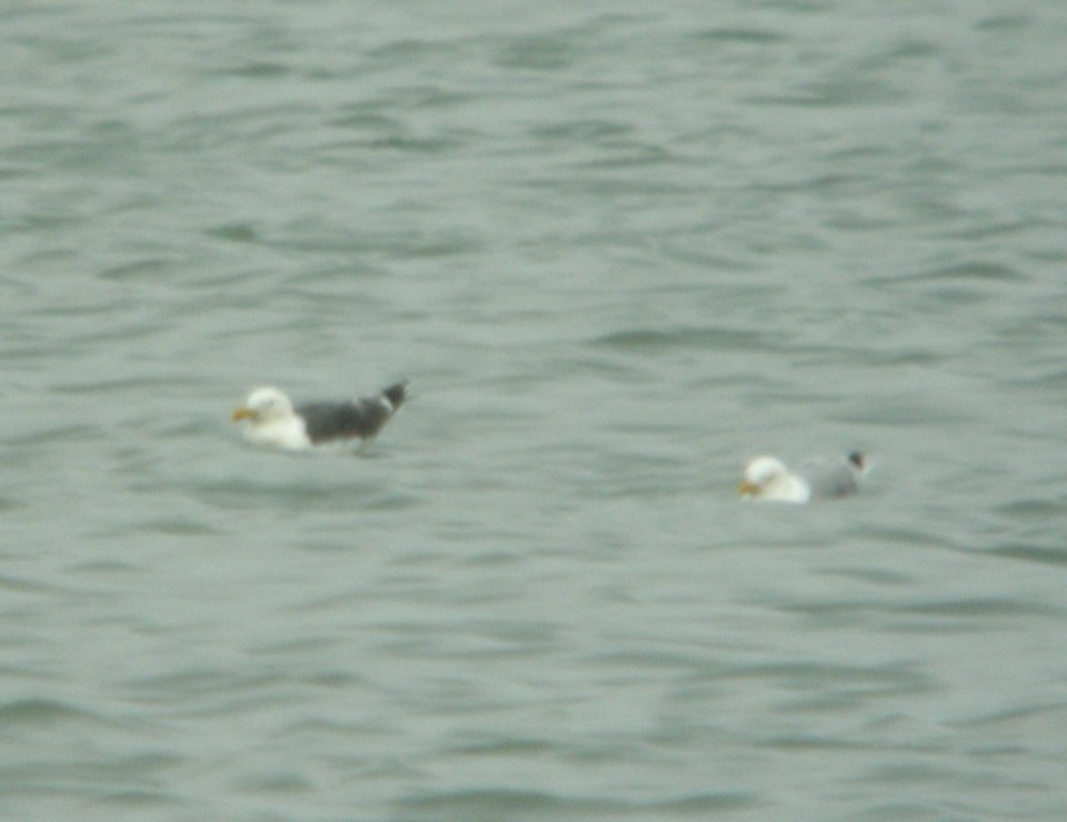Lesser Black-backed Gull, Muskegon Wastewater, September 5 2012