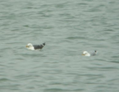 Lesser Black-backed Gull, Muskegon Wastewater, September 5 2012
