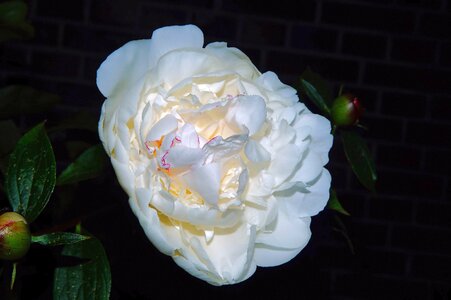Peony lily-white close up photo