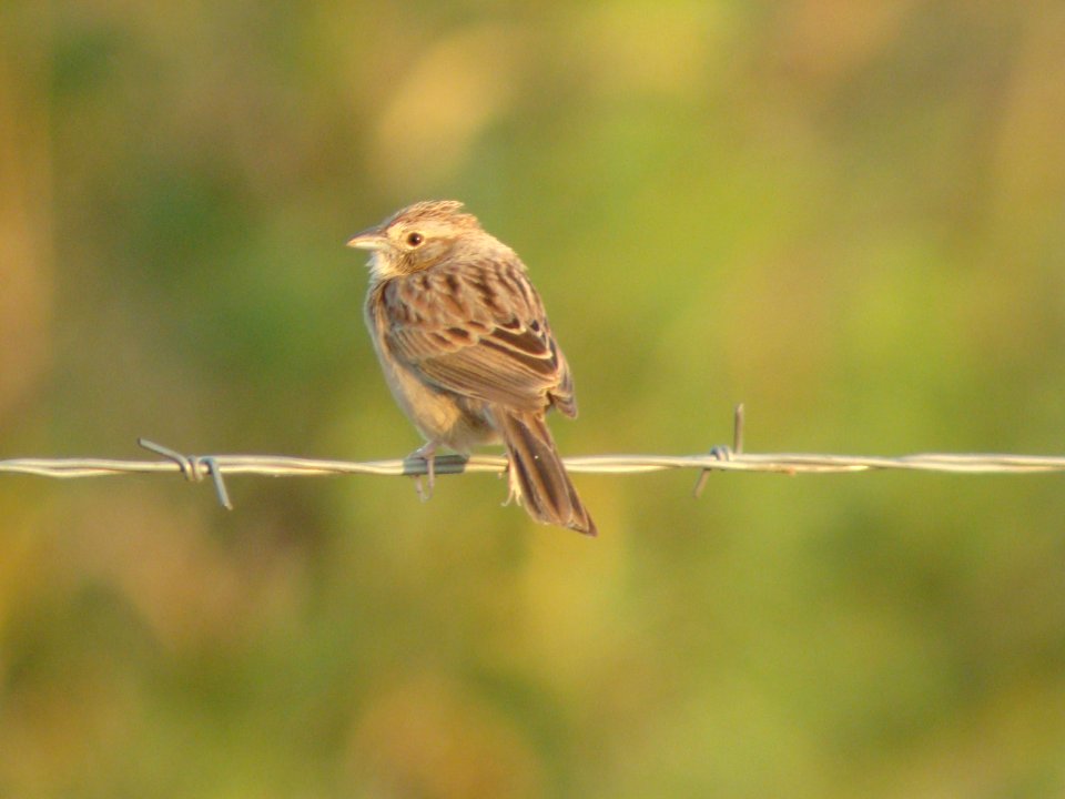 Botteri's Sparrow, Florida Wash, Arizona