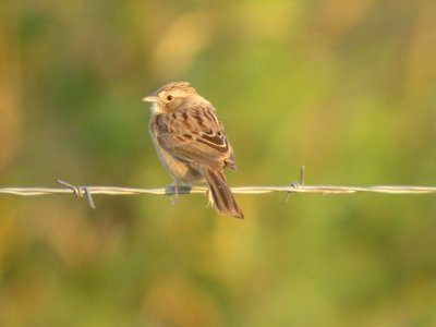 Botteri's Sparrow, Florida Wash, Arizona