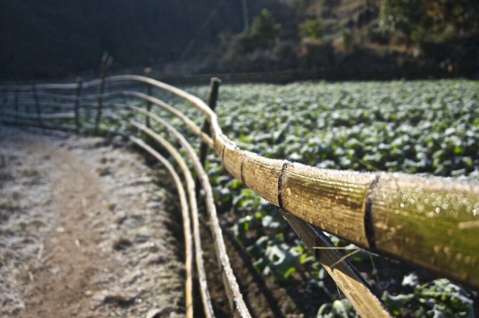Natural green fence