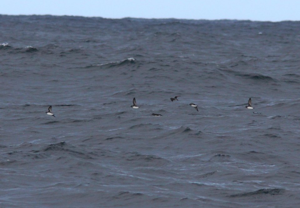Cassin's Auklets, offshore of Newport, OR, 20 October 2012