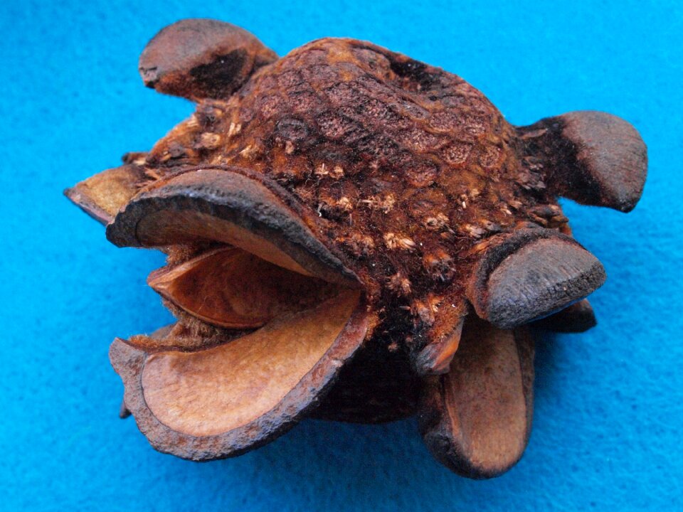 Menzei nut cone menzia australia