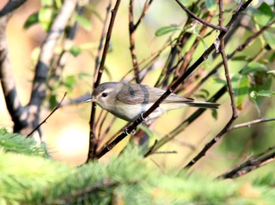 (Western) Warbling Vireo, Hungry Horse, MT, July 6, 2012
