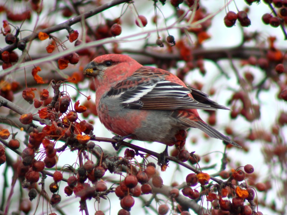 Pine Grosbeak, Lapeer SGA, MI, March 16, 2008