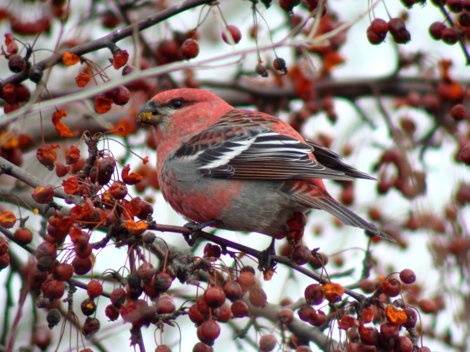 Pine Grosbeak, Lapeer SGA, MI, March 16, 2008 photo