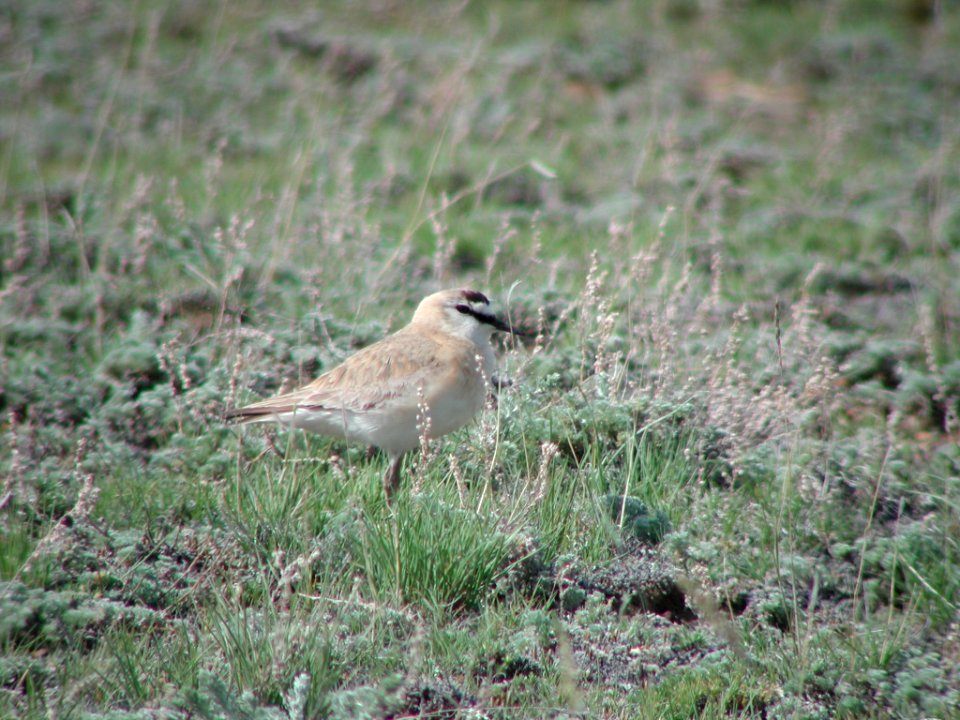 Mountain Plover