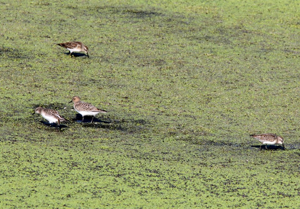 Baird's Sandpiper (juvenile) with Semipalmated and Least Sandpipers, Houghton Lake Sewage Ponds, August 28, 2012