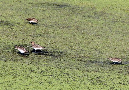 Baird's Sandpiper (juvenile) with Semipalmated and Least Sandpipers, Houghton Lake Sewage Ponds, August 28, 2012