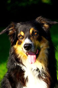 Dog border collie portrait photo