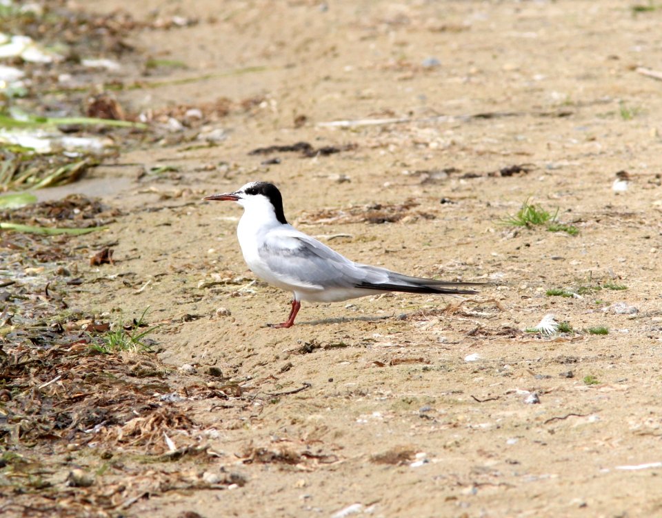 Common Tern, Lincoln Lake, September 17, 2012