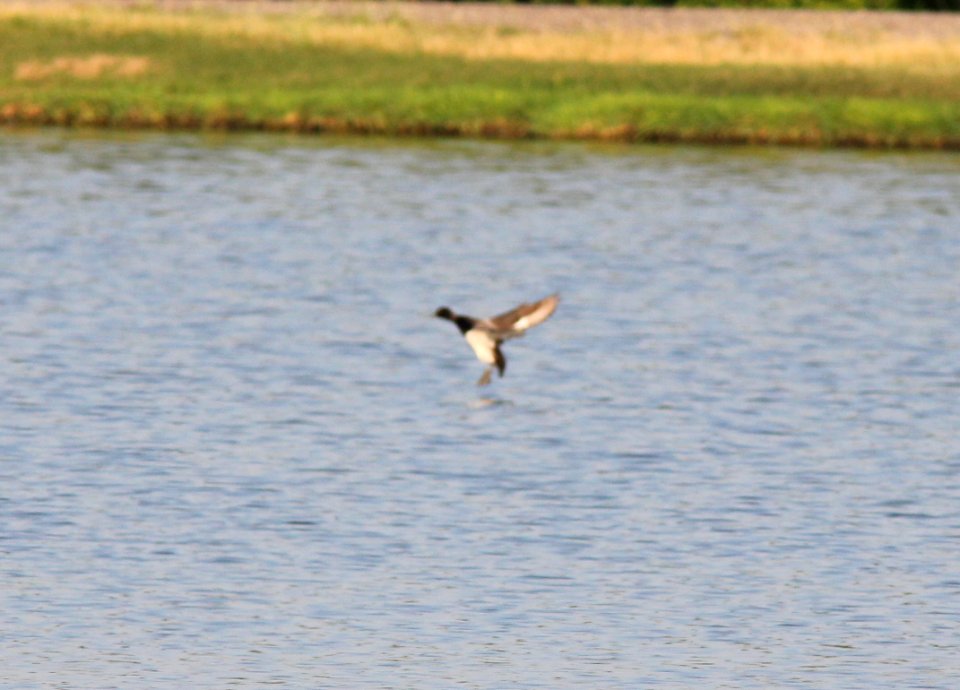 Lesser Scaup, Caledonia Sewage Ponds, June 24, 2012