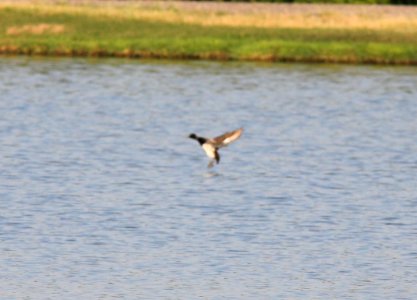 Lesser Scaup, Caledonia Sewage Ponds, June 24, 2012