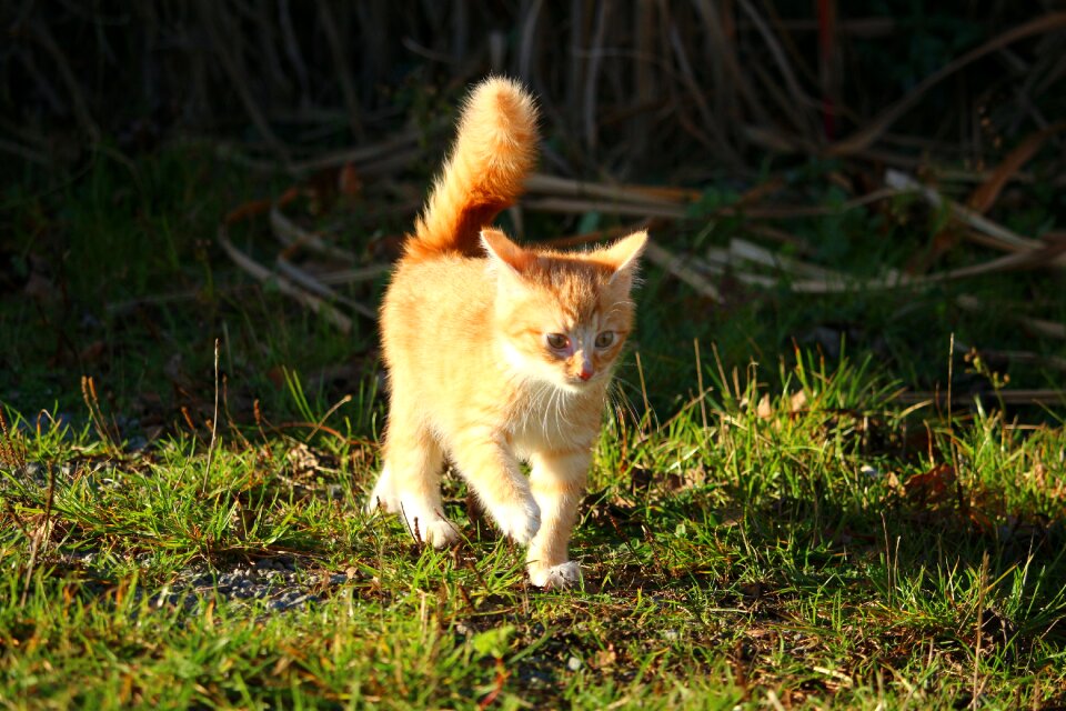 Young cats mackerel red mackerel tabby
