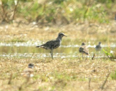 American Golden-Plover, Caledonia Sewage Facility, August 4, 2012 photo