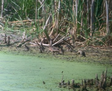 Blue-winged Teal hen with 8 chicks, 17 Mile Rd. marshes, Cedar Springs, MI, July 12, 2012