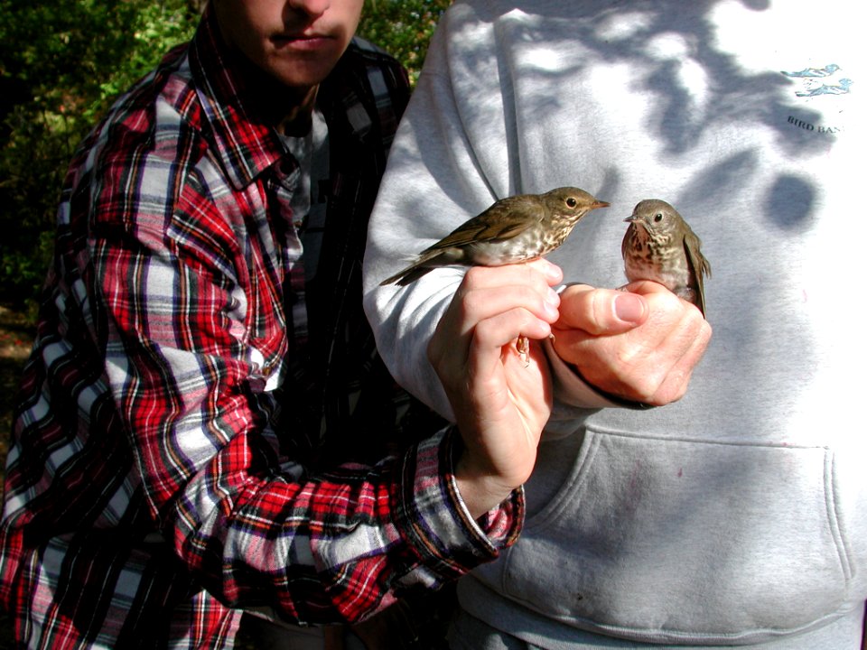 Swainson's & Gray-cheeked Thrushes