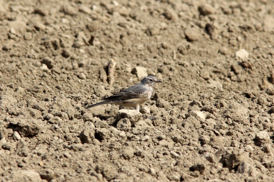 American Pipit, Huron Co., MI, 4 May 2013