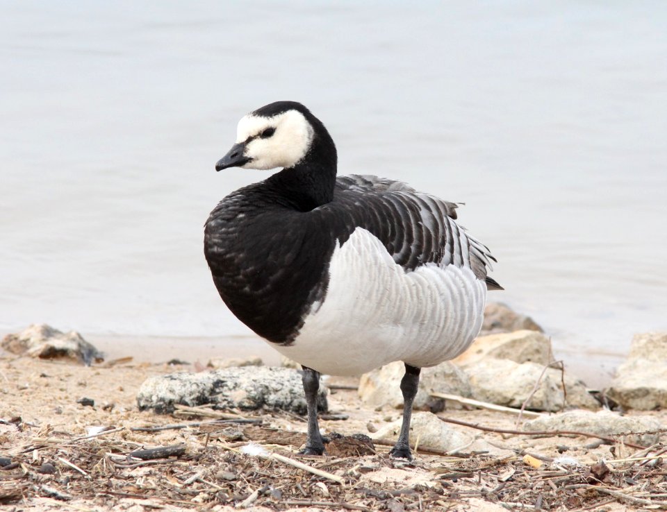 Barnacle Goose (captive release), New Buffalo, MI, 24 March 2013