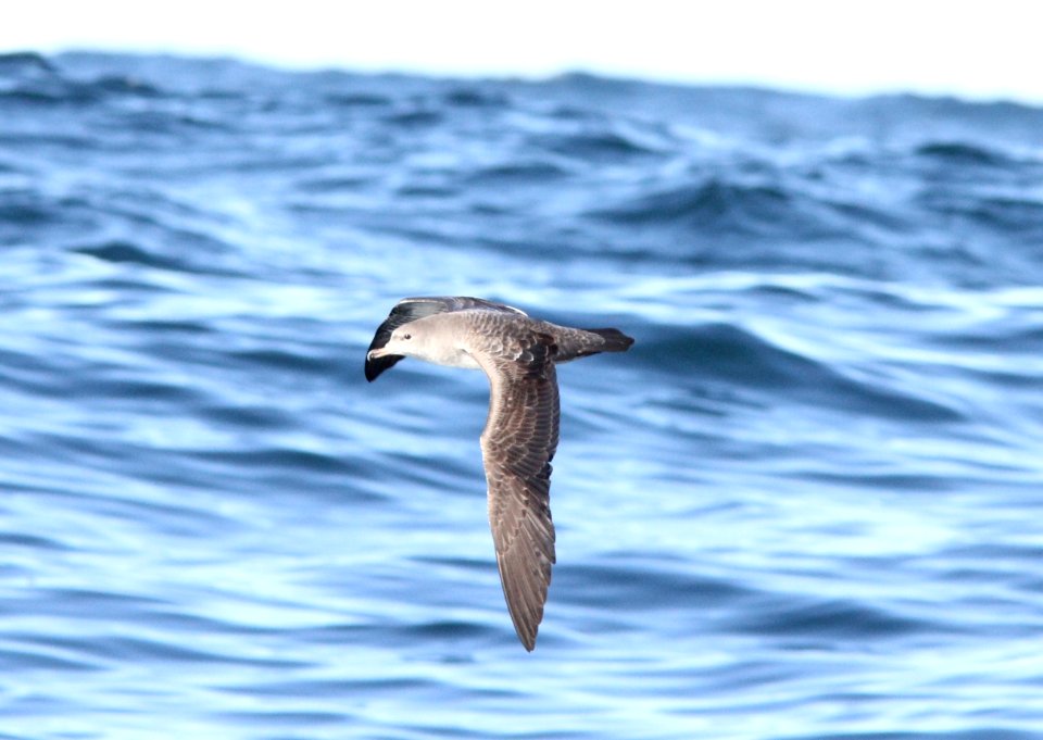 Pink-footed Shearwater, 30 miles offshore of Newport, OR, 20 October 2012